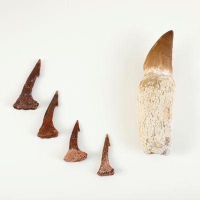 Lotto Composto da Dente di Mosasauro (circa 70-65 Milioni di Anni Fa - Maastrichtiano) con Radice...