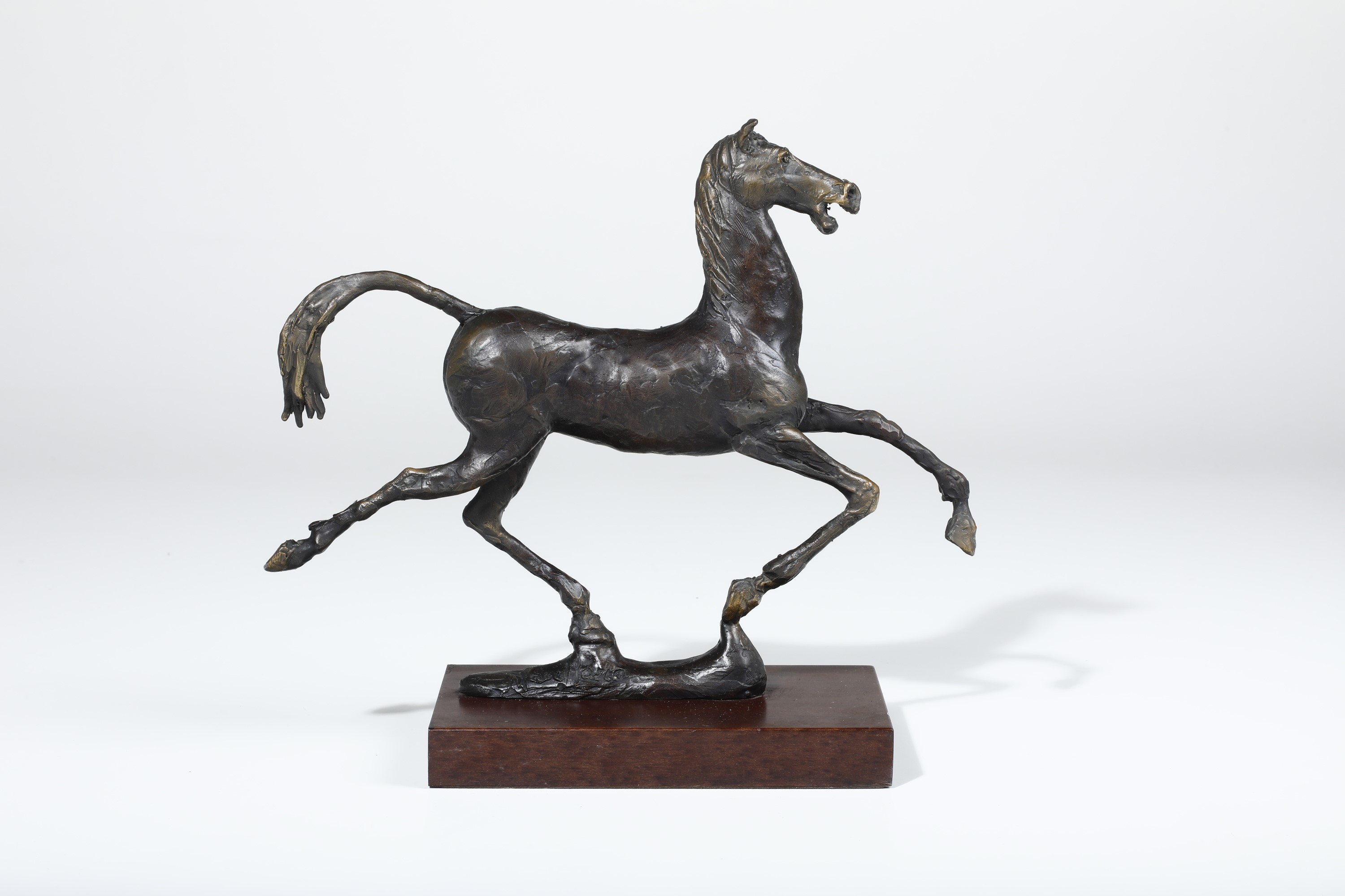 Roberto Macellaro - Cavallo