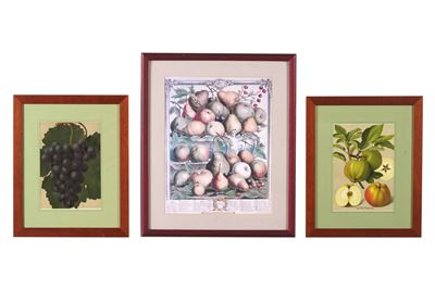 Tre Incisioni Raffiguranti Frutti. Inghilterra, XIX-XX Secolo
