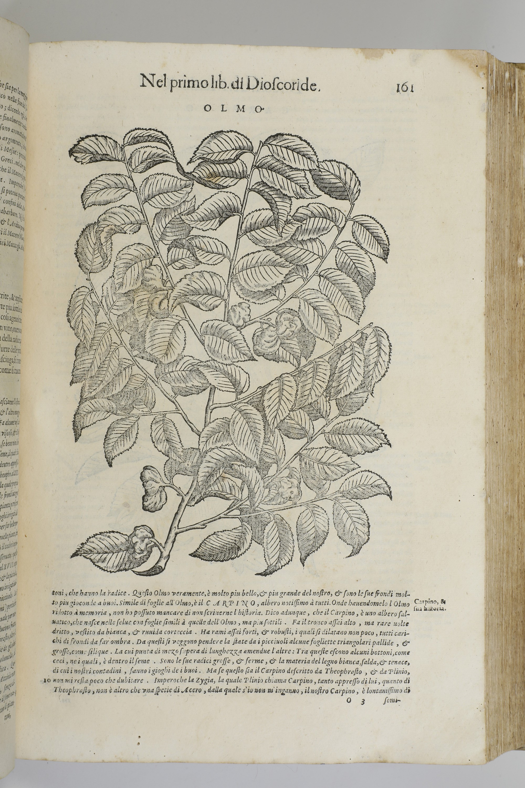 Mattioli Andrea i Discorsi...nelli Vi Libri di Pedacio Dioscoride Anazarbeo, nella Materia Medici...