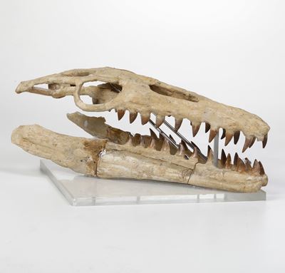 Ricostruzione del Cranio di un Mosasauro Piccolo