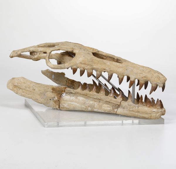 Ricostruzione del cranio di un Mosasauro piccolo