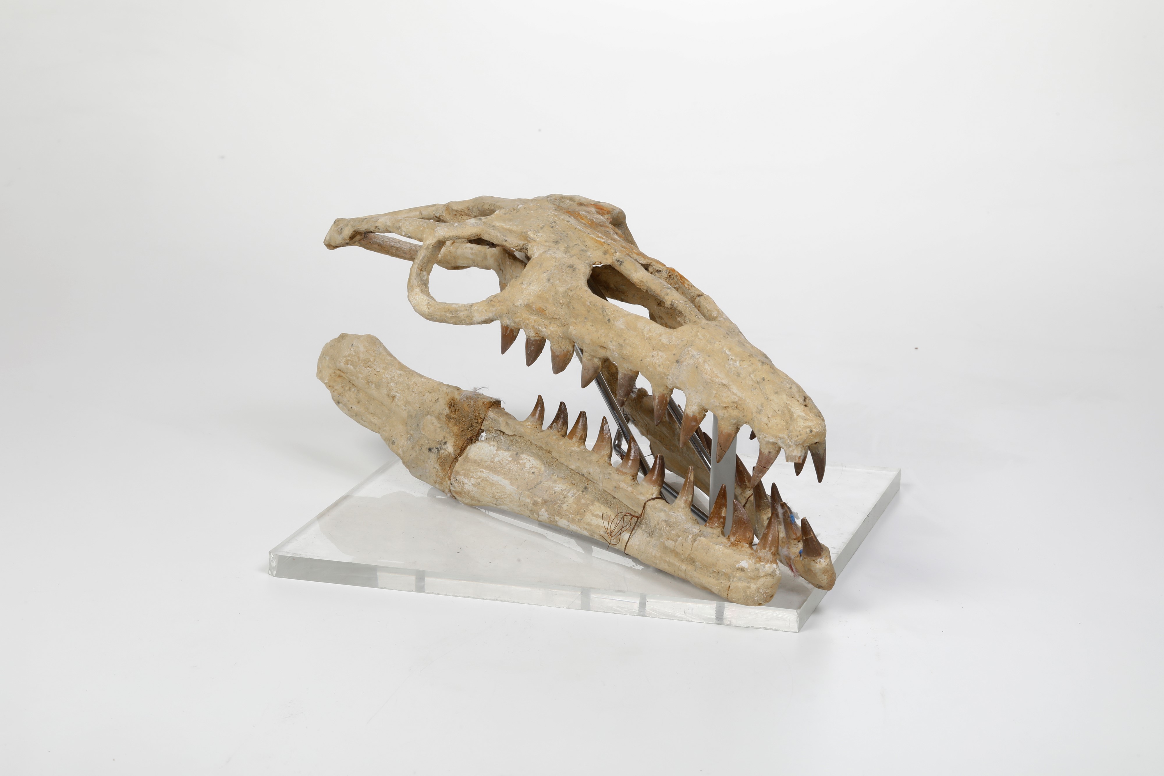 Ricostruzione del Cranio di un Mosasauro Piccolo