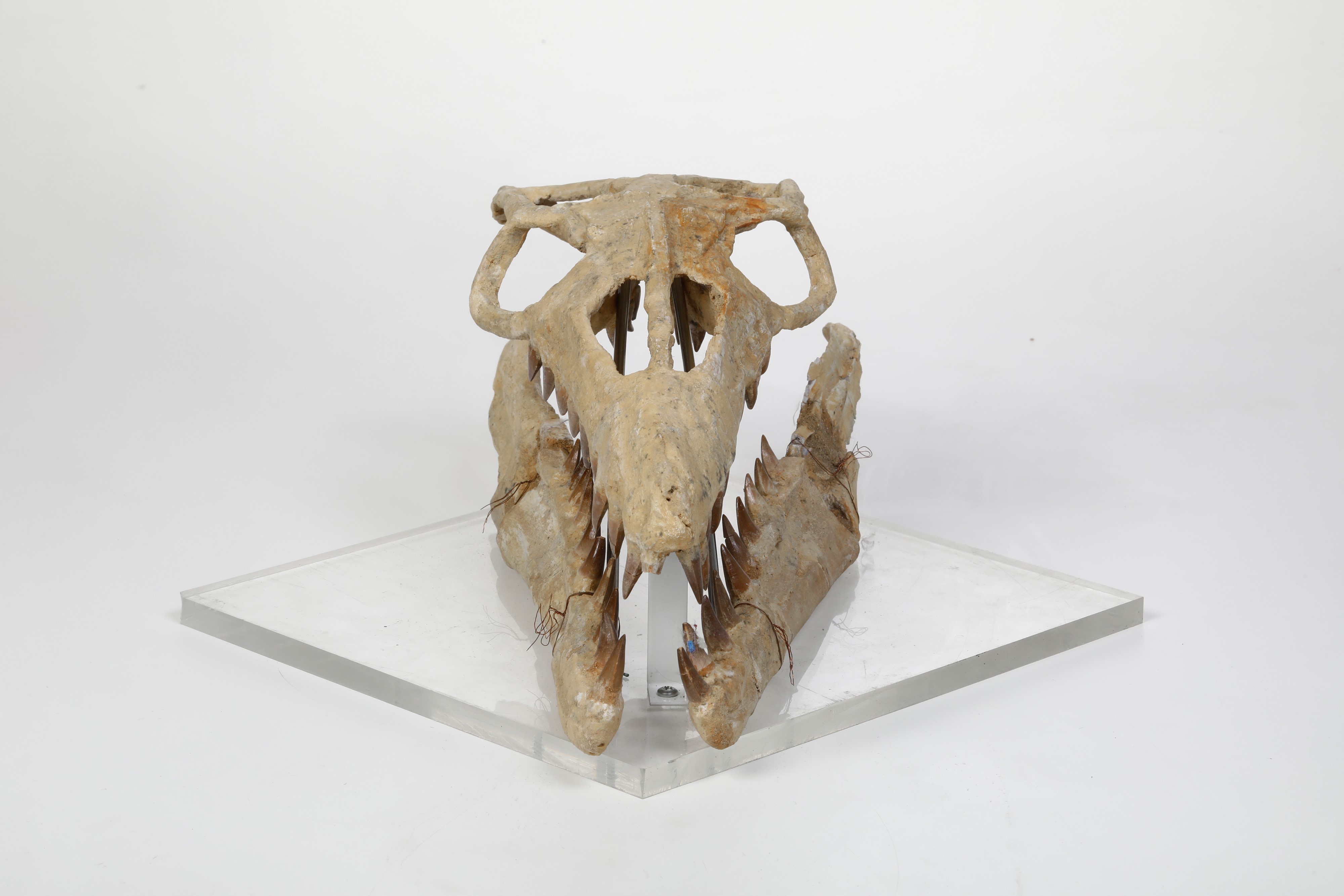 Ricostruzione del Cranio di un Mosasauro Piccolo