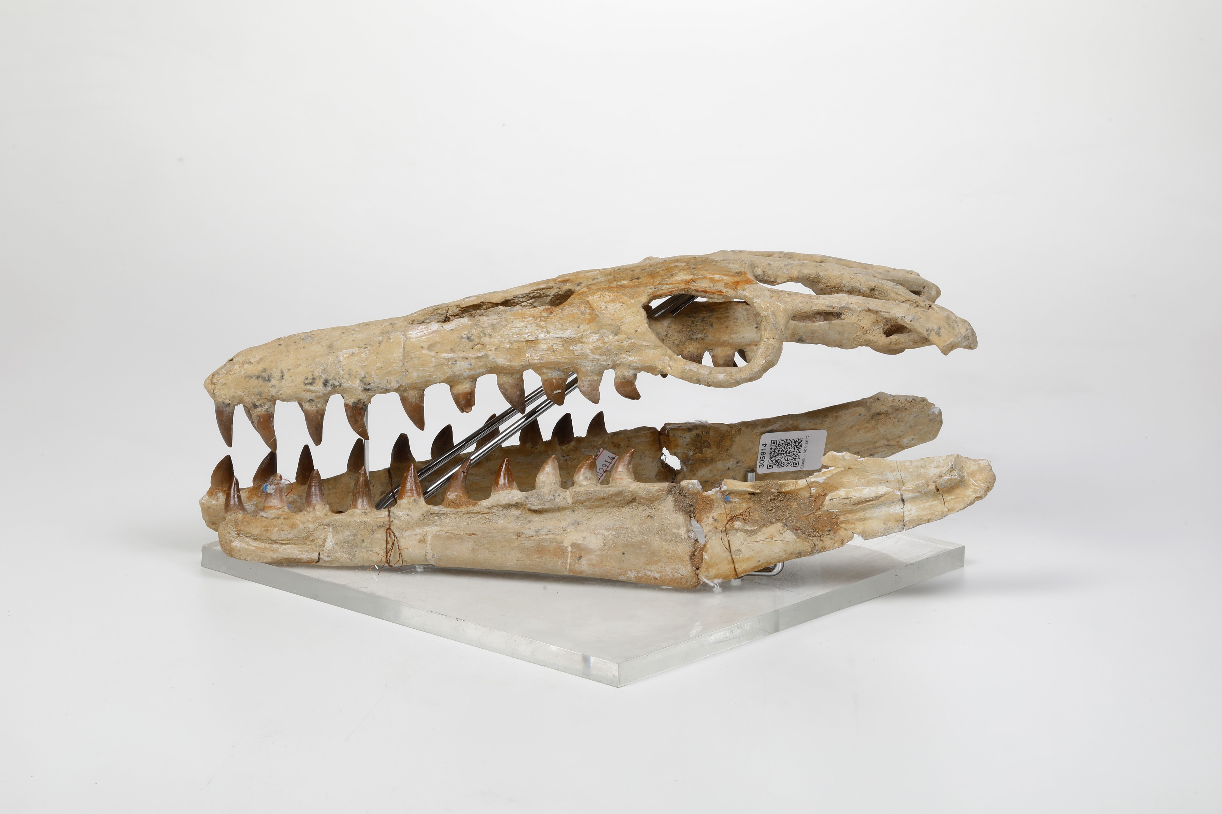 Ricostruzione del Cranio di un Mosasauro Piccolo