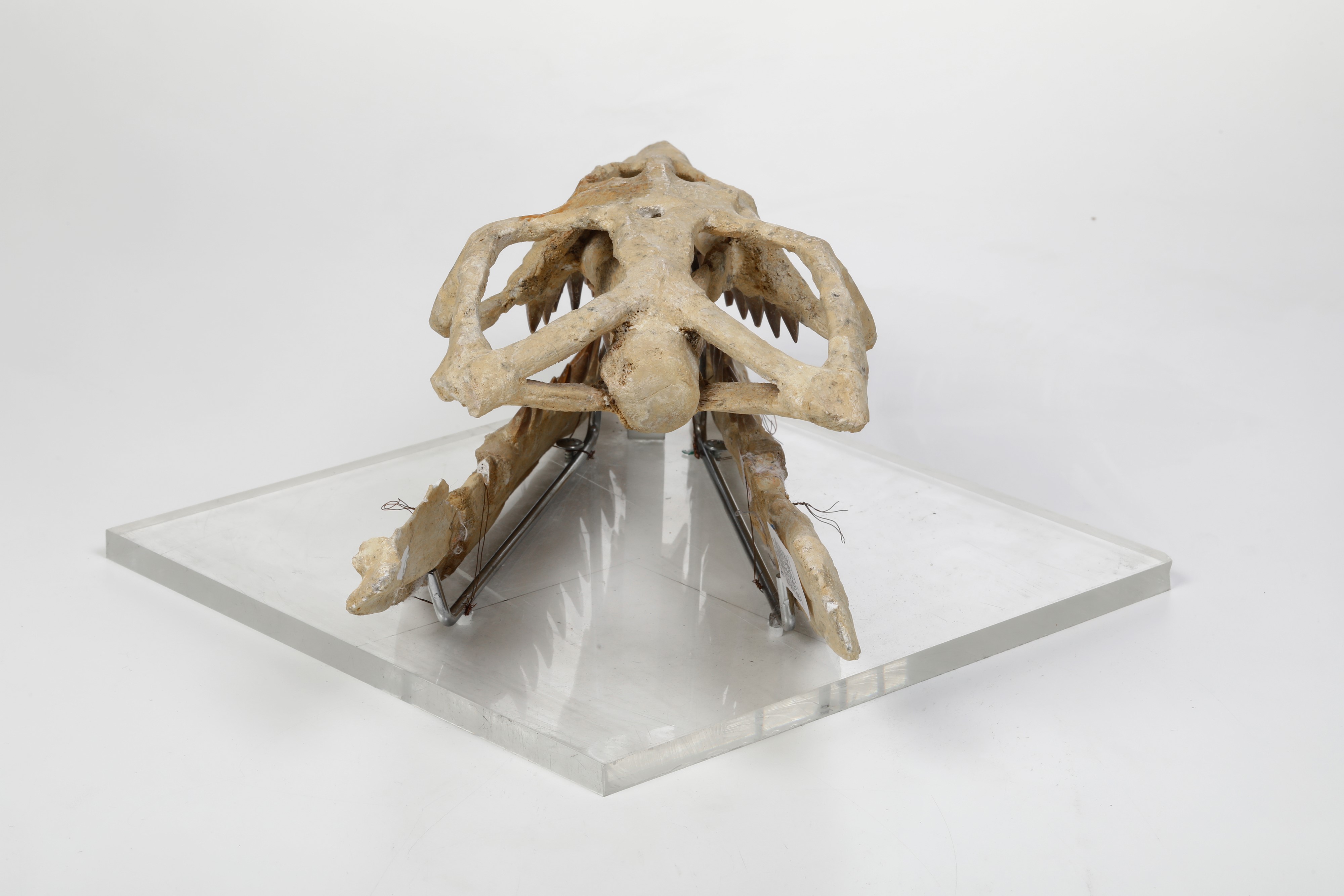 Ricostruzione del Cranio di un Mosasauro Piccolo