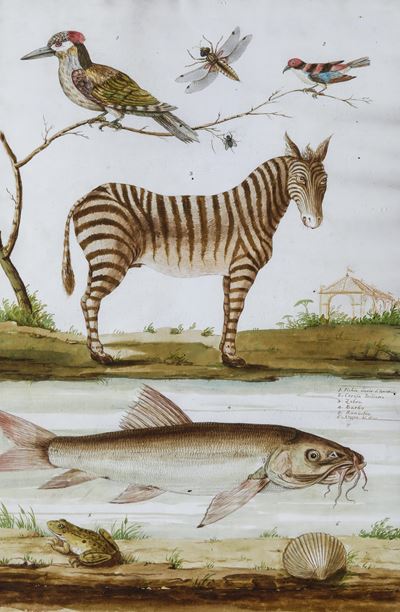Scuola del XVII Secolo Soggetti Naturalistici