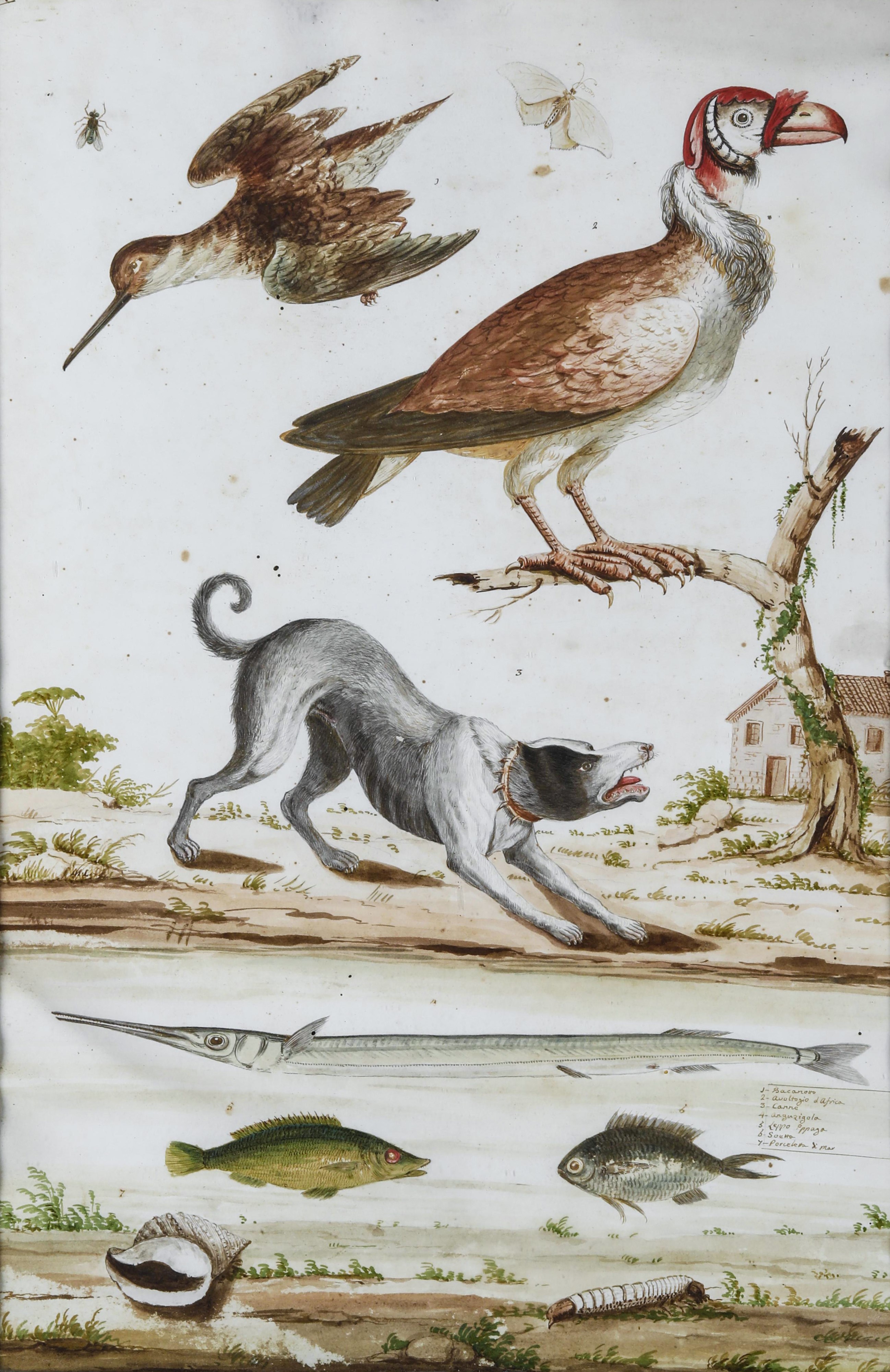 Scuola del XVII Secolo Soggetti Naturalistici