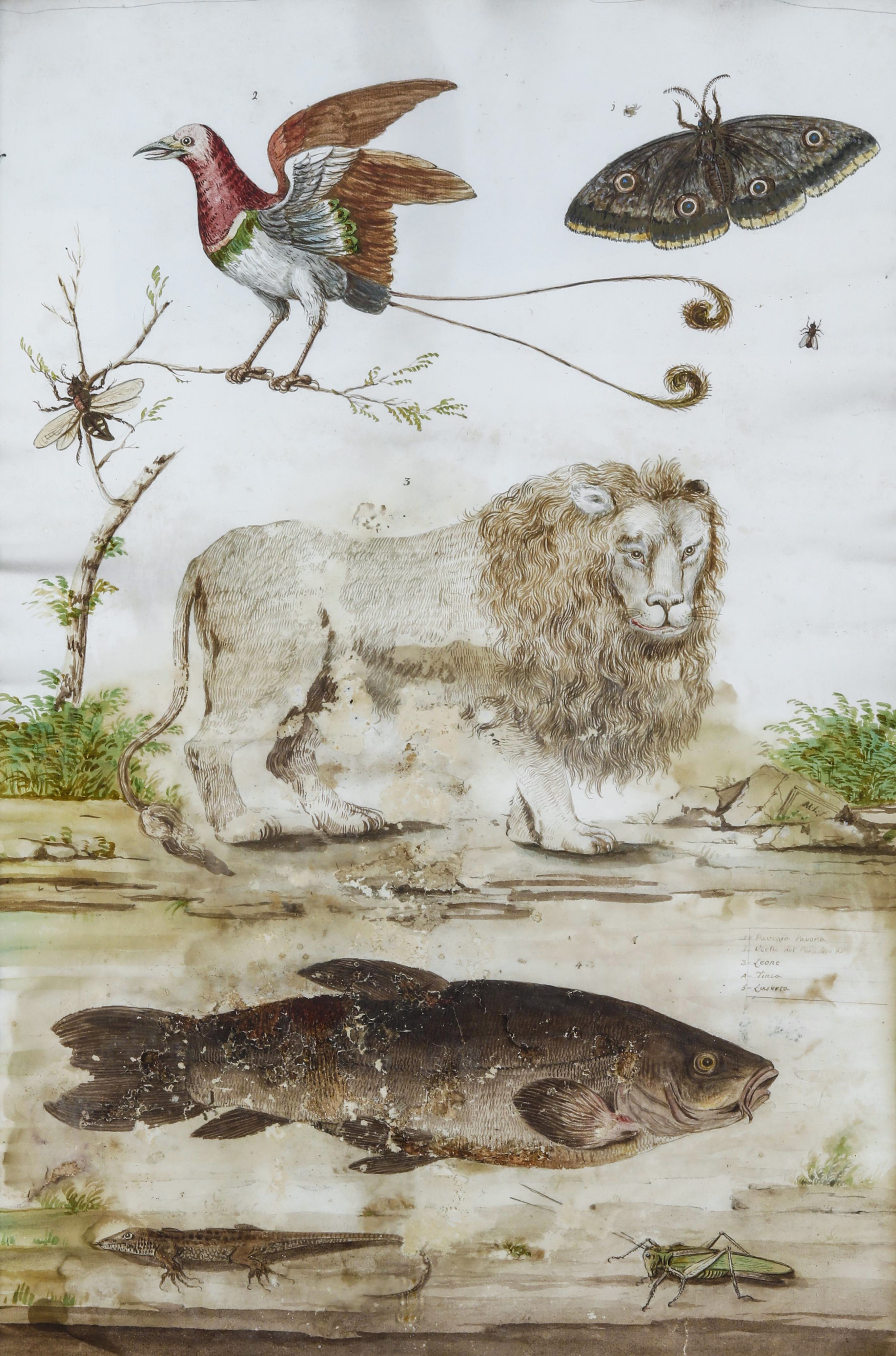 Scuola del XVII Secolo Soggetti Naturalistici