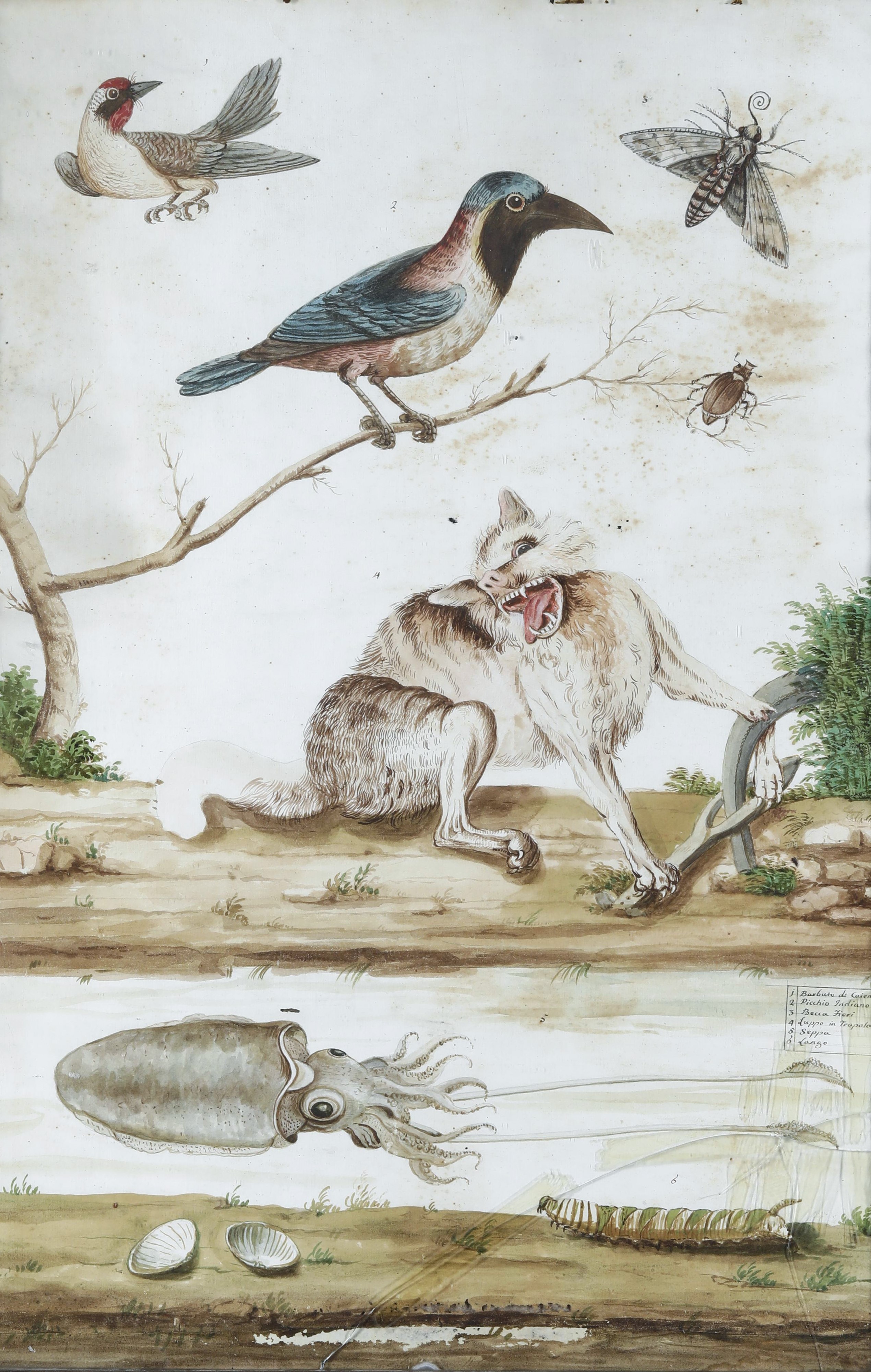 Scuola del XVII Secolo Soggetti Naturalistici