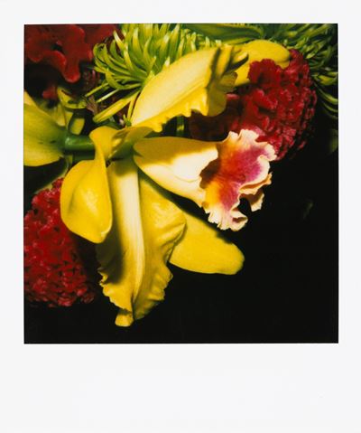 Orchid
