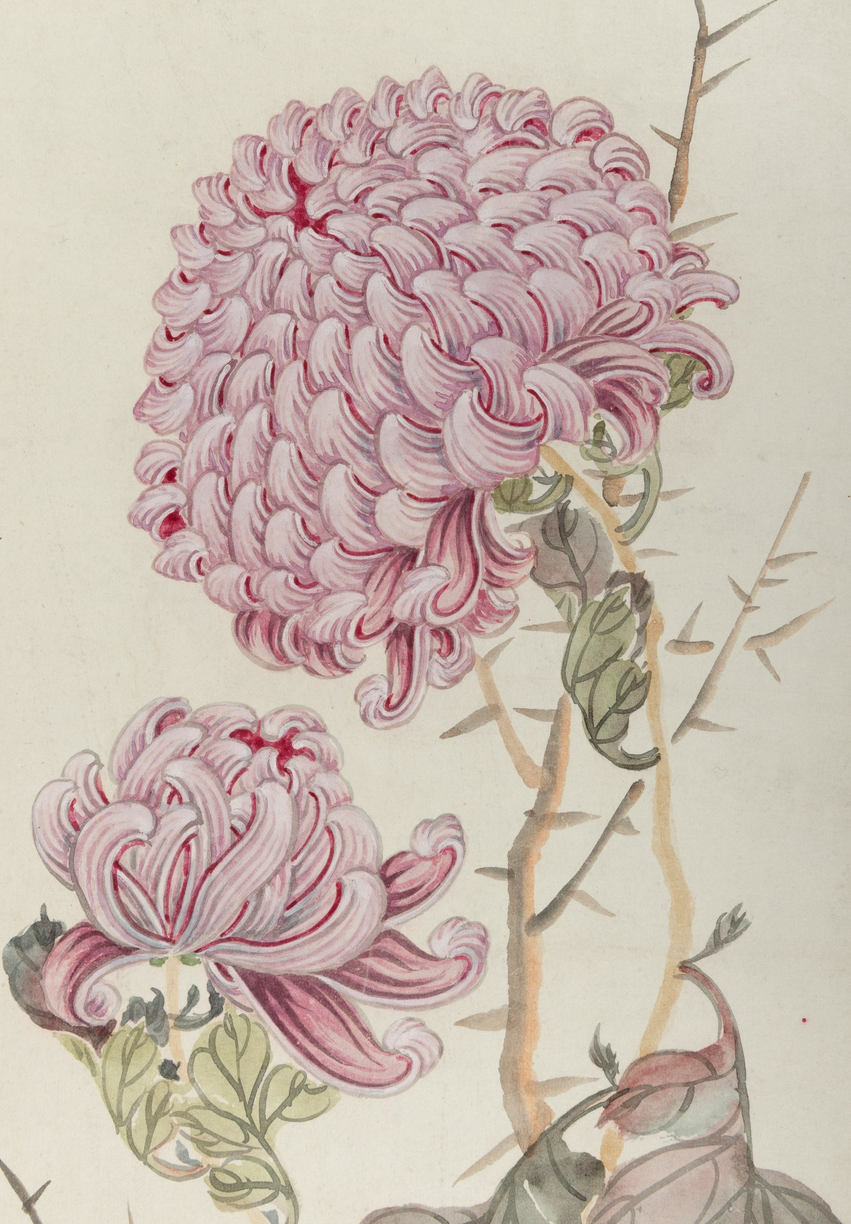 Scroll raffigurante crisantemo , iscrizioni con la poesia di Yuanzhen della dinastia Tang, Anno W...