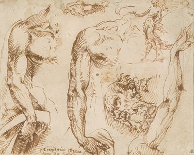 Studi anatomici, penna e inchiostro bruno su carta