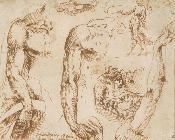Domenico di Jacopo di Pace detto il Beccafumi - Studi anatomici