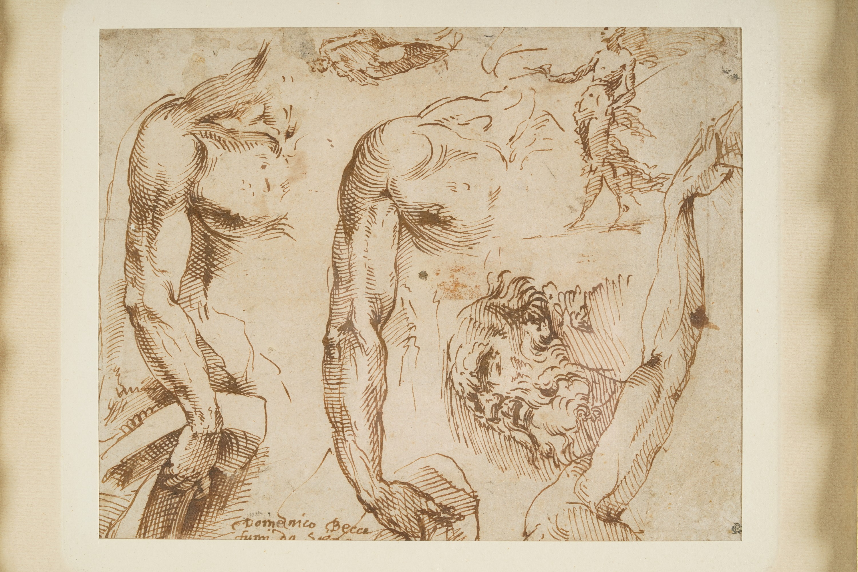 Domenico di Jacopo di Pace Detto il Beccafumi - Studi anatomici, penna e inchiostro bruno su cart...