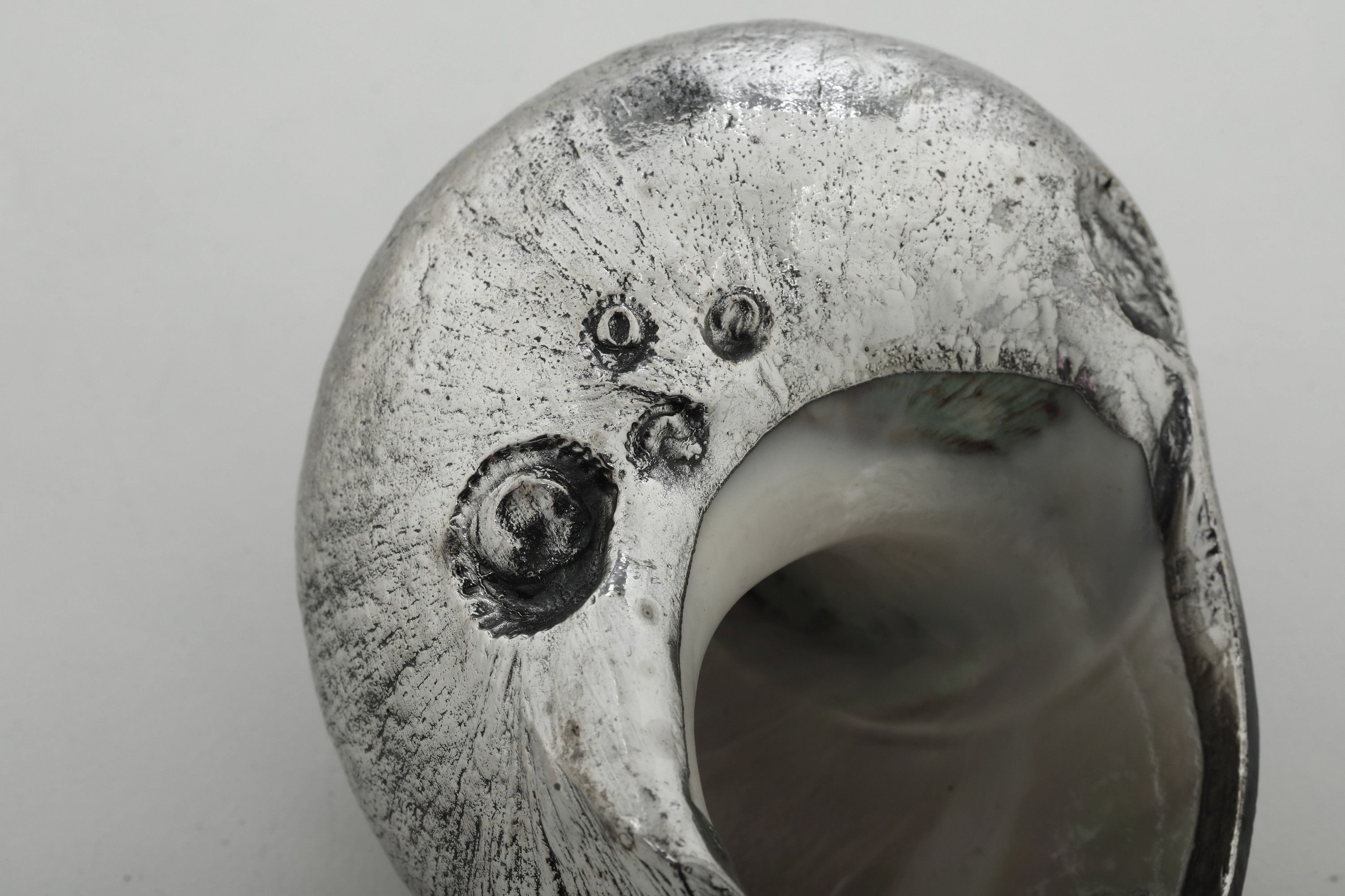 Mario Buccellati, Conchiglia rivestita in argento con etichetta a scudo, Italia XX-XXI secolo