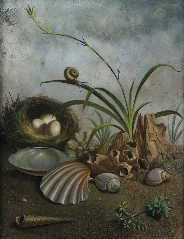 Scuola del XVIII secolo Soggetto naturalistico con conchiglie e nido