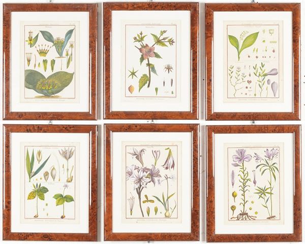 Stampe a soggetto botanico