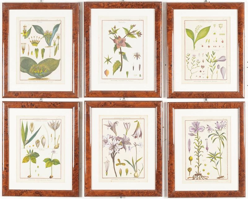 Stampe a soggetto botanico  - Asta Stampe - Cambi Casa d'Aste