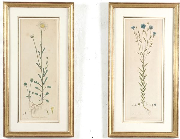 Coppia di stampe raffiguranti fiori in cornice dorata