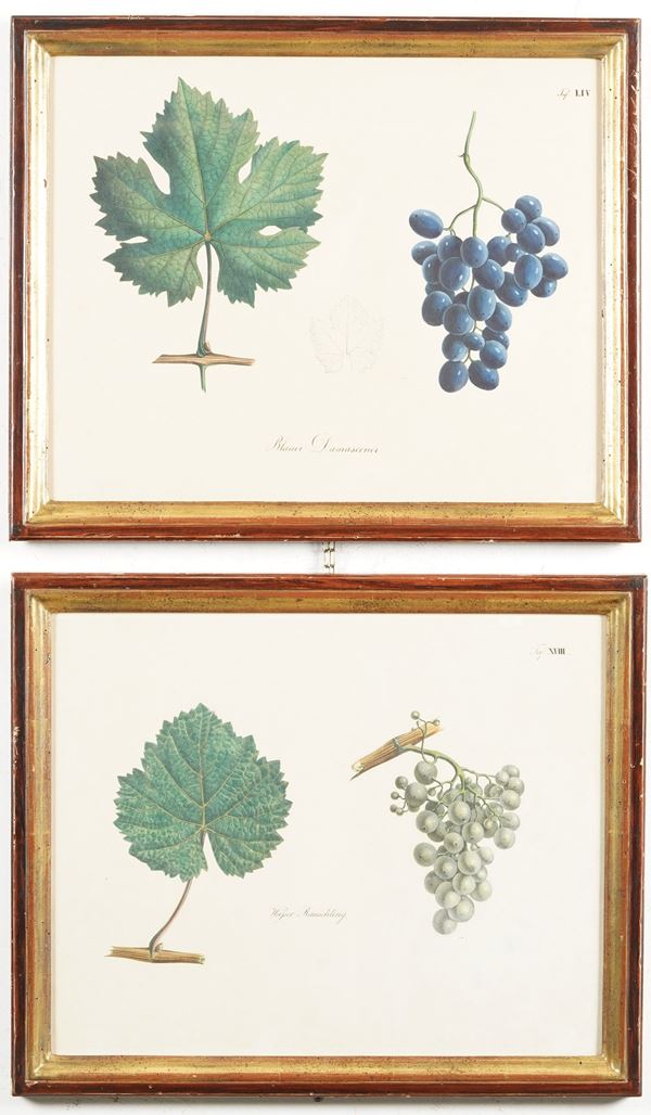 Due stampe in cornice raffiguranti uva