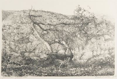 Albero Caduto