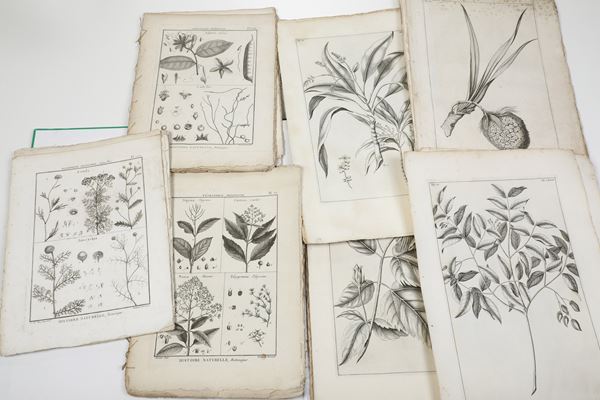 Estratti di erbari utilizzabili come collezione di stampe