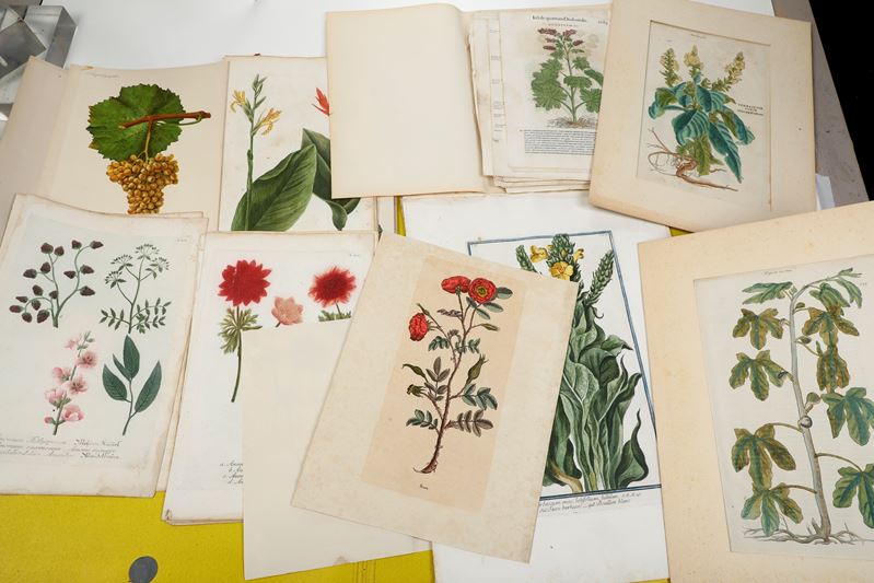 Estratti di erbari utilizzabili come collezione di stampe  - Auction Prints - Cambi Casa d'Aste