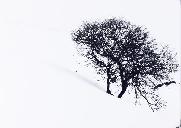 Lonely Tree, dalla serie “Snow white photo collection”