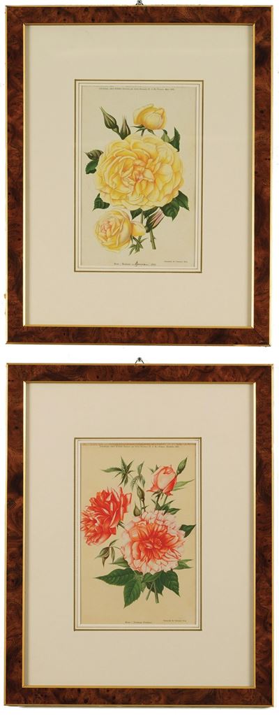 Coppia di Stampe Raffiguranti Fiori