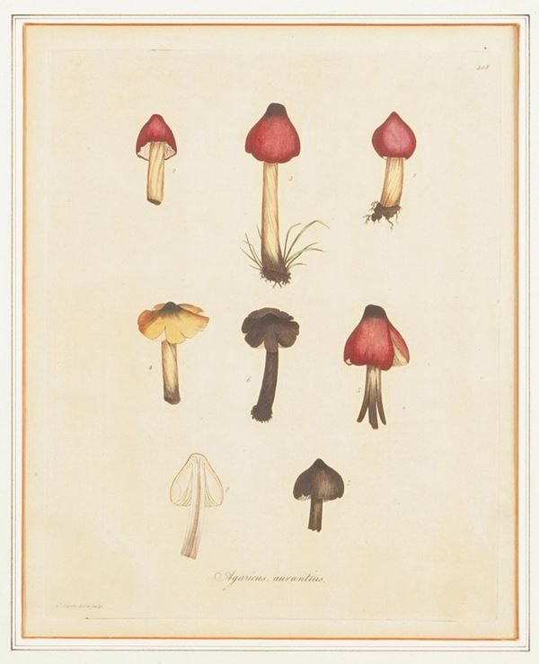 Stampa raffigurante funghi