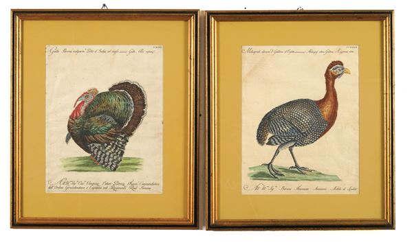 Due riproduzioni in cornice “ volatili “