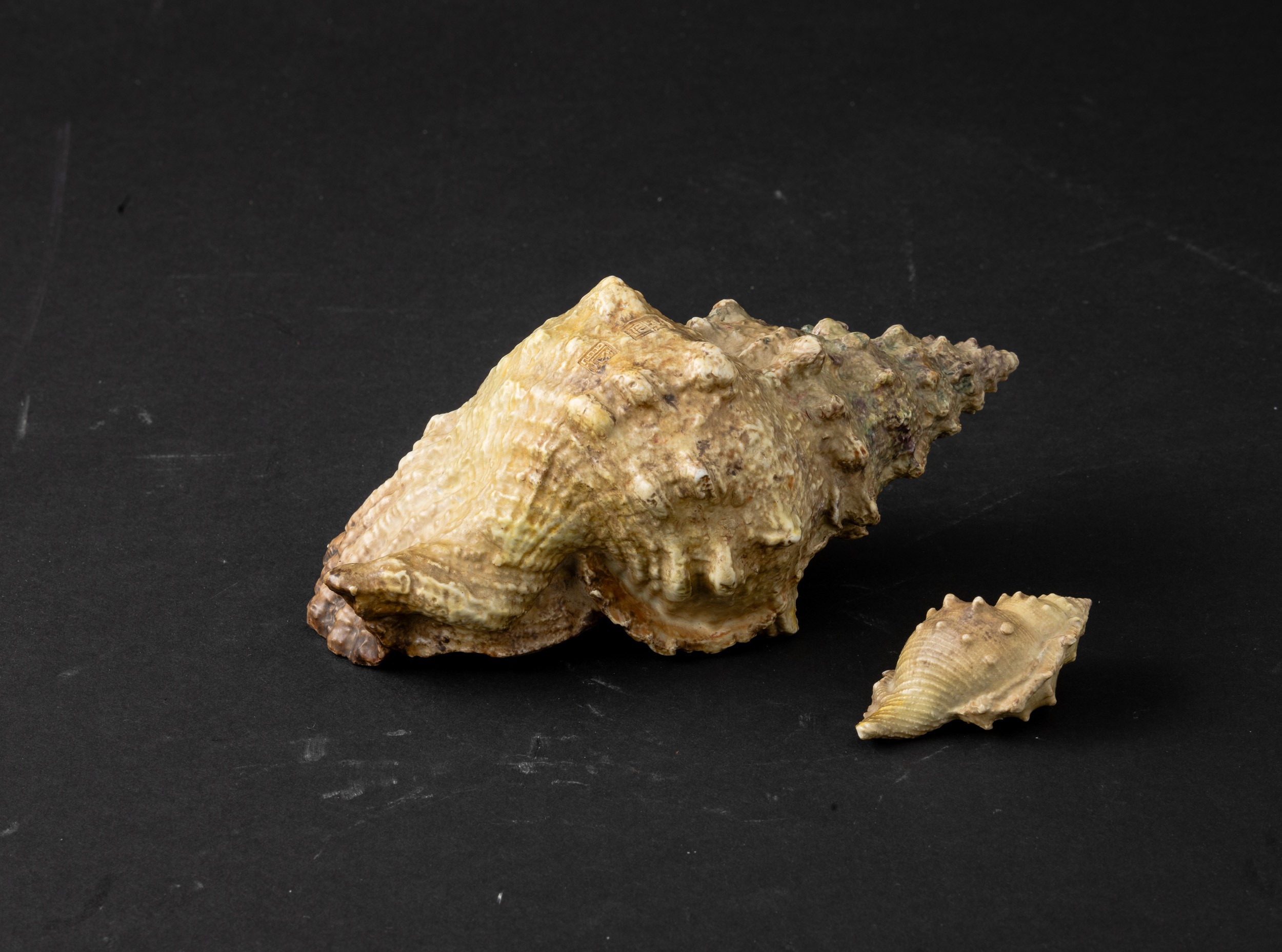 Lotto Composto da Due Rare Sculture in Porcellana Raffiguranti Conchiglie, Cina, Dinastia Qing (1...
