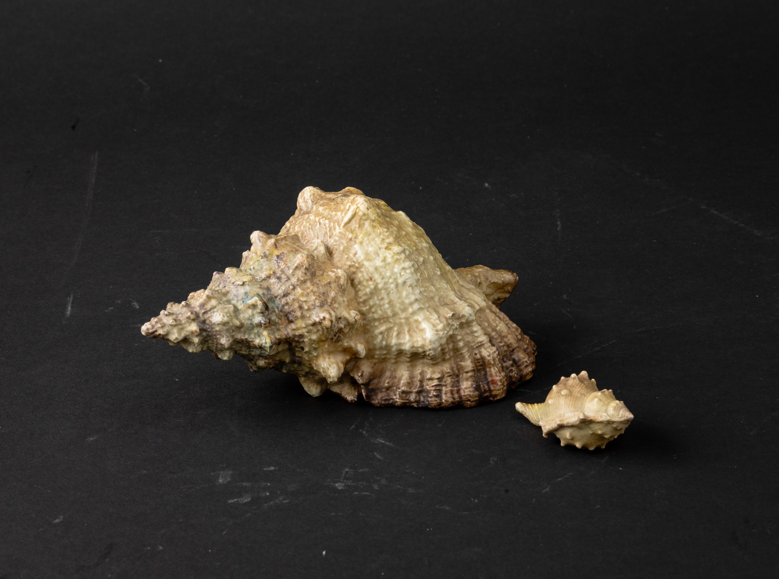 Lotto Composto da Due Rare Sculture in Porcellana Raffiguranti Conchiglie, Cina, Dinastia Qing (1...