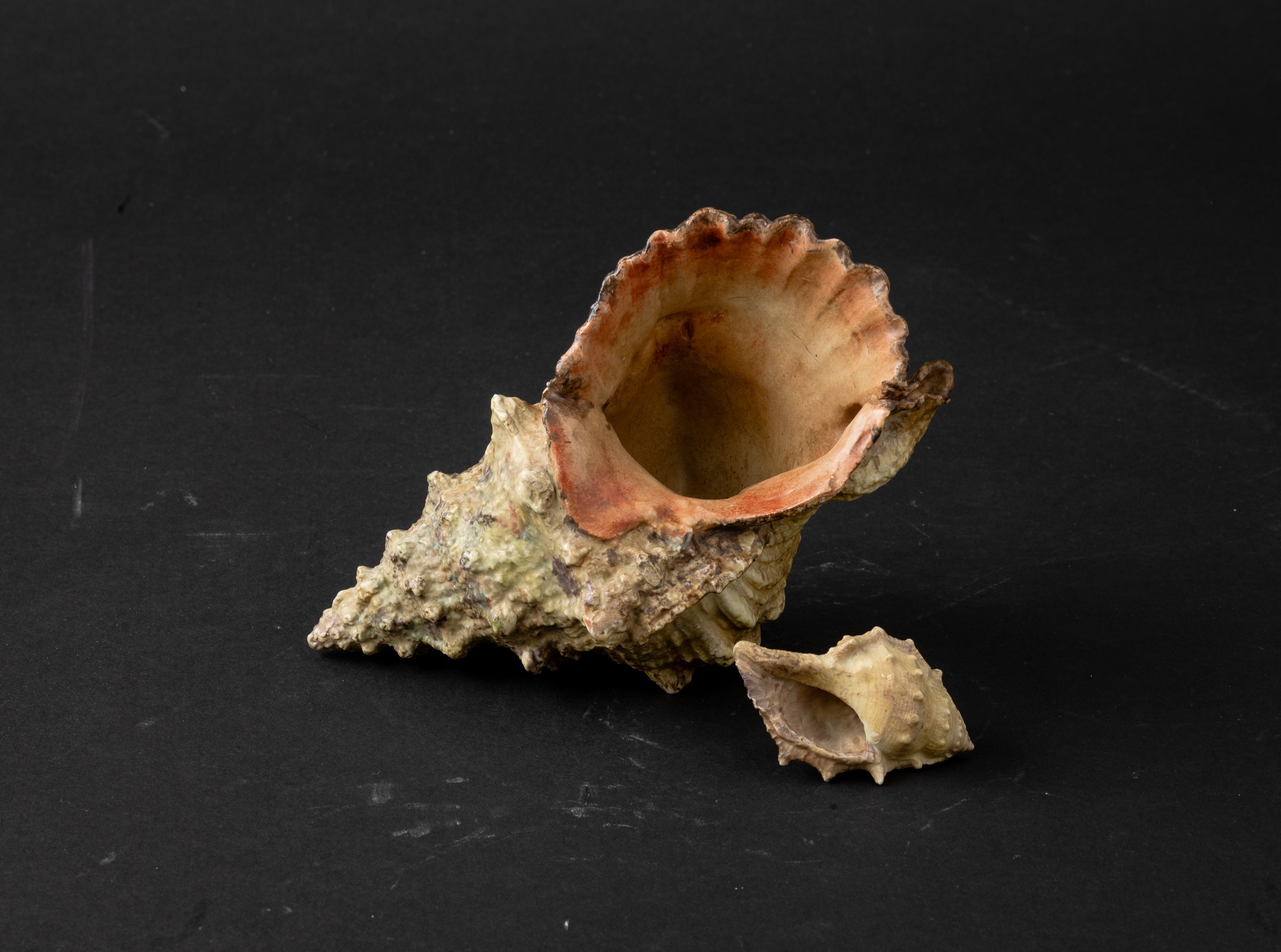 Lotto Composto da Due Rare Sculture in Porcellana Raffiguranti Conchiglie, Cina, Dinastia Qing (1...