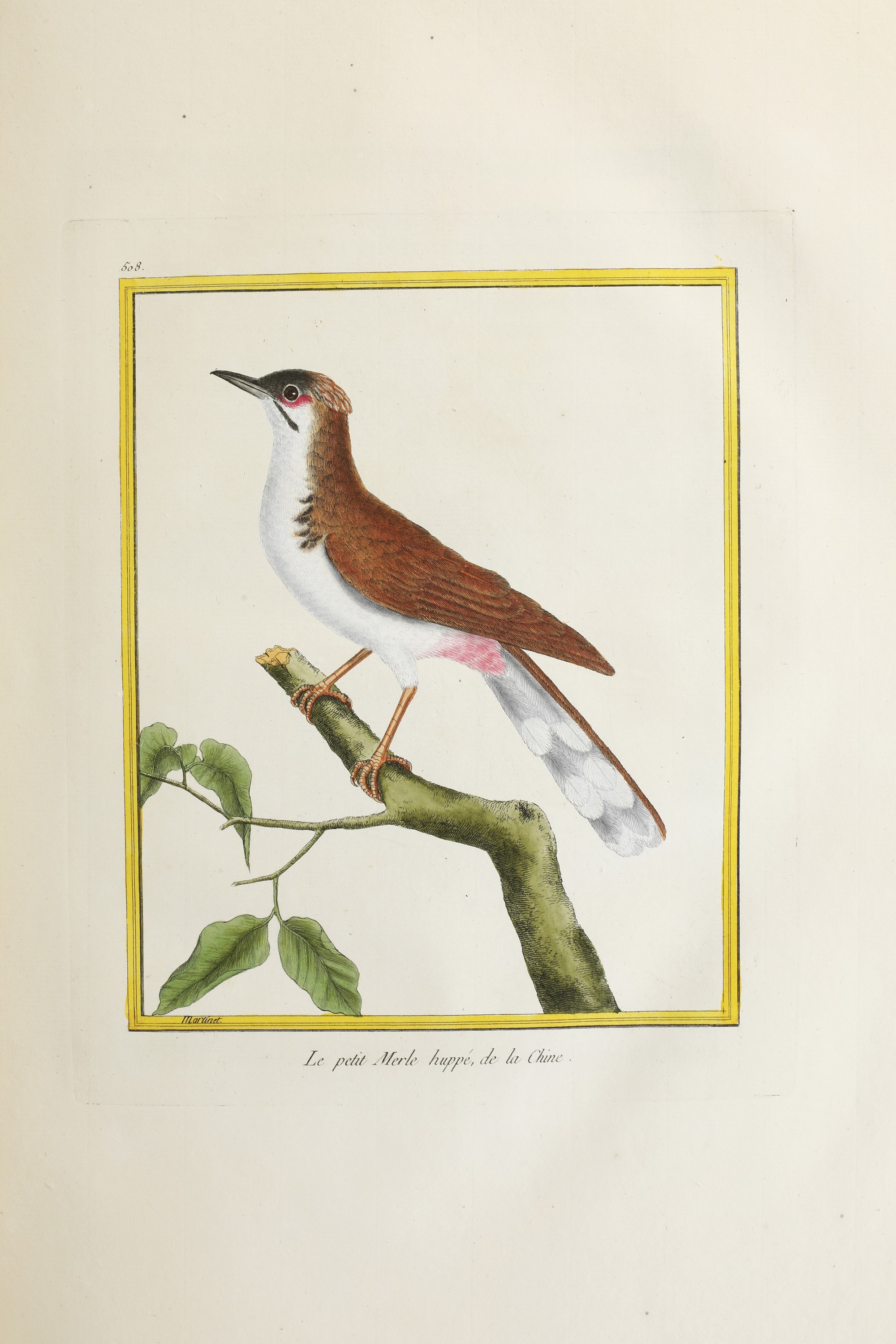 Leclerc Georges Louis Marie , Comte De Buffon (1707-1788). Histoire Naturelle Des Oiseauxparigi, ...