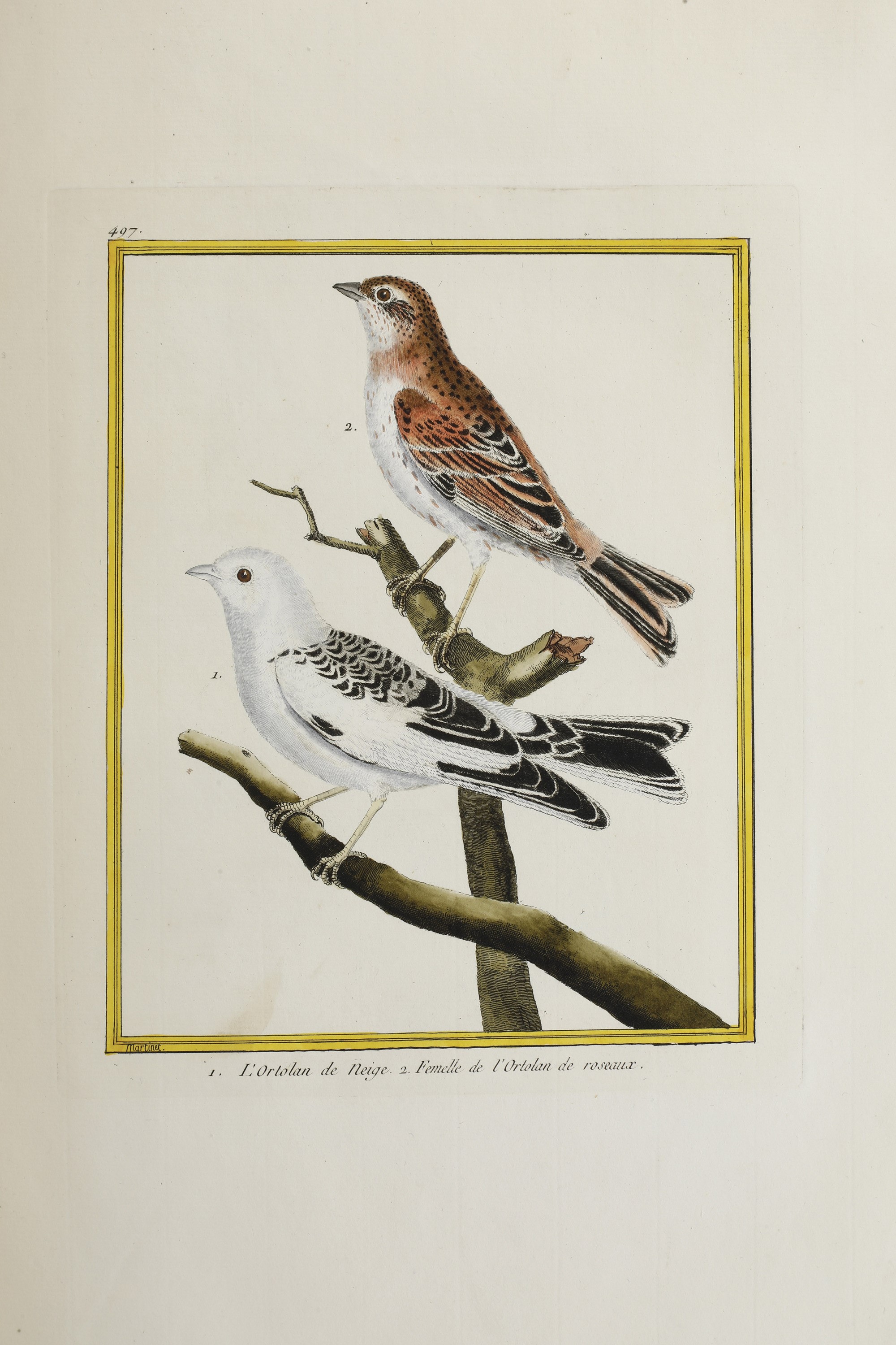 Leclerc Georges Louis Marie , Comte De Buffon (1707-1788). Histoire Naturelle Des Oiseauxparigi, ...
