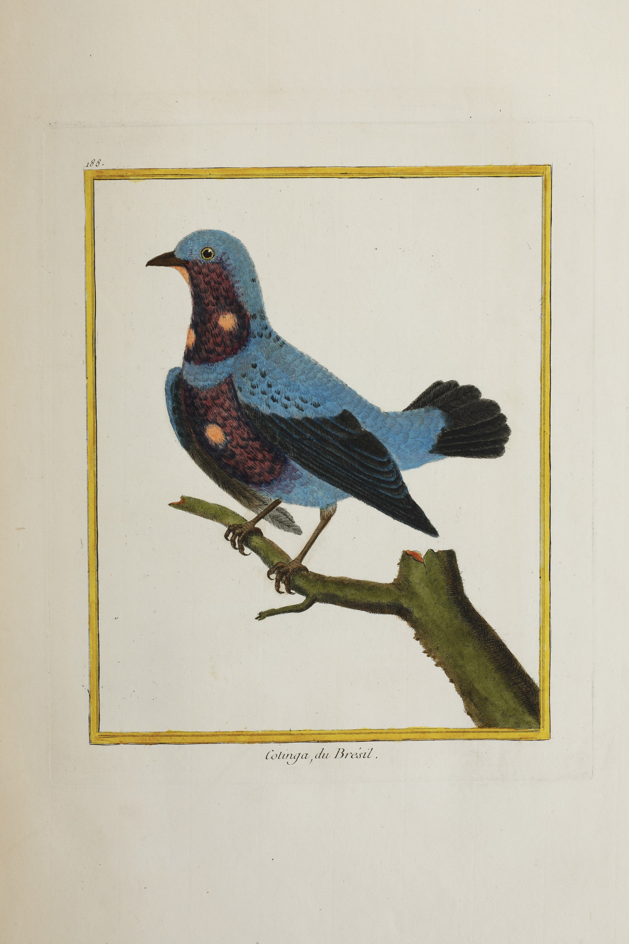 Leclerc Georges Louis Marie , Comte De Buffon (1707-1788). Histoire Naturelle Des Oiseauxparigi, ...