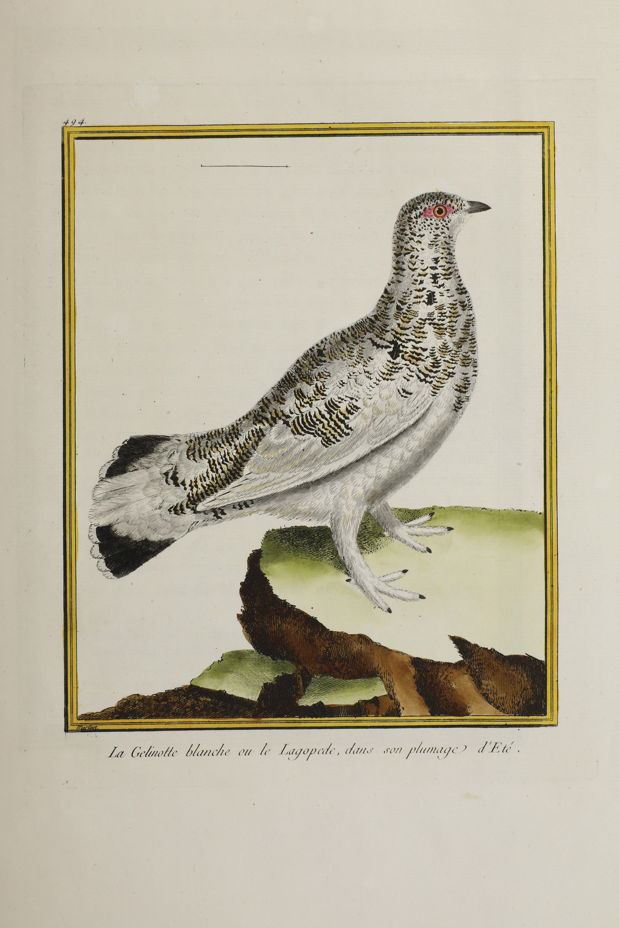 Leclerc Georges Louis Marie , Comte De Buffon (1707-1788). Histoire Naturelle Des Oiseauxparigi, ...