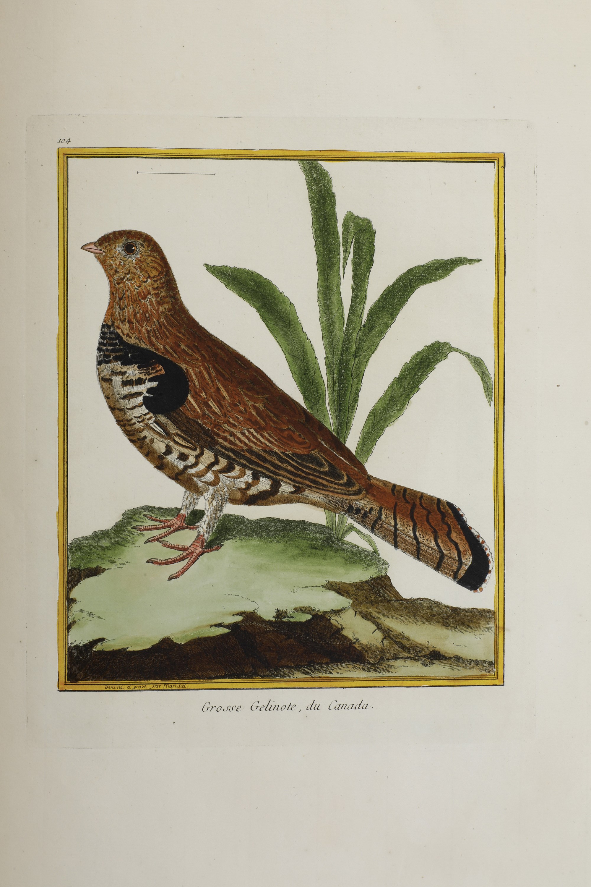 Leclerc Georges Louis Marie , Comte De Buffon (1707-1788). Histoire Naturelle Des Oiseauxparigi, ...