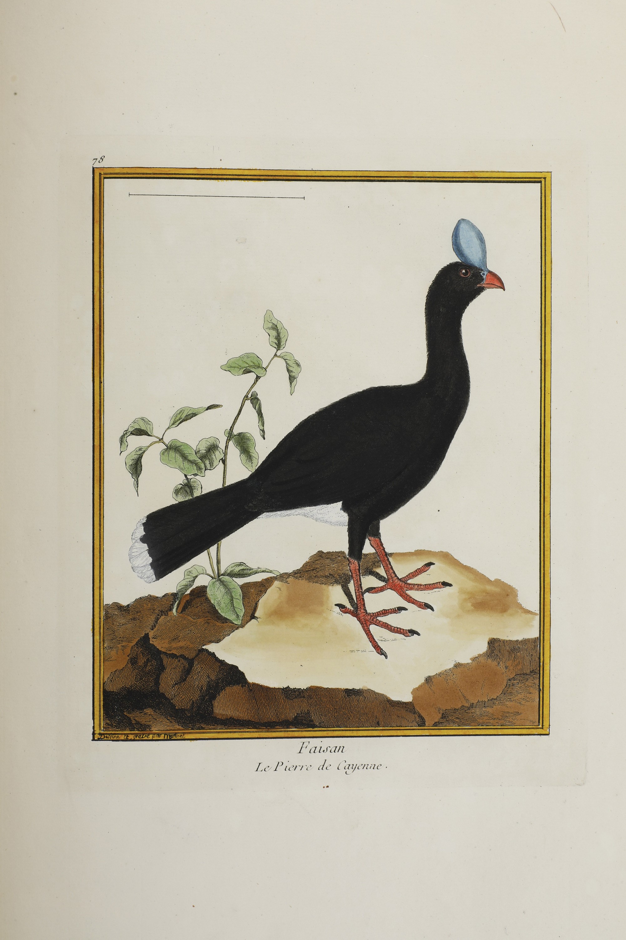 Leclerc Georges Louis Marie , Comte De Buffon (1707-1788). Histoire Naturelle Des Oiseauxparigi, ...