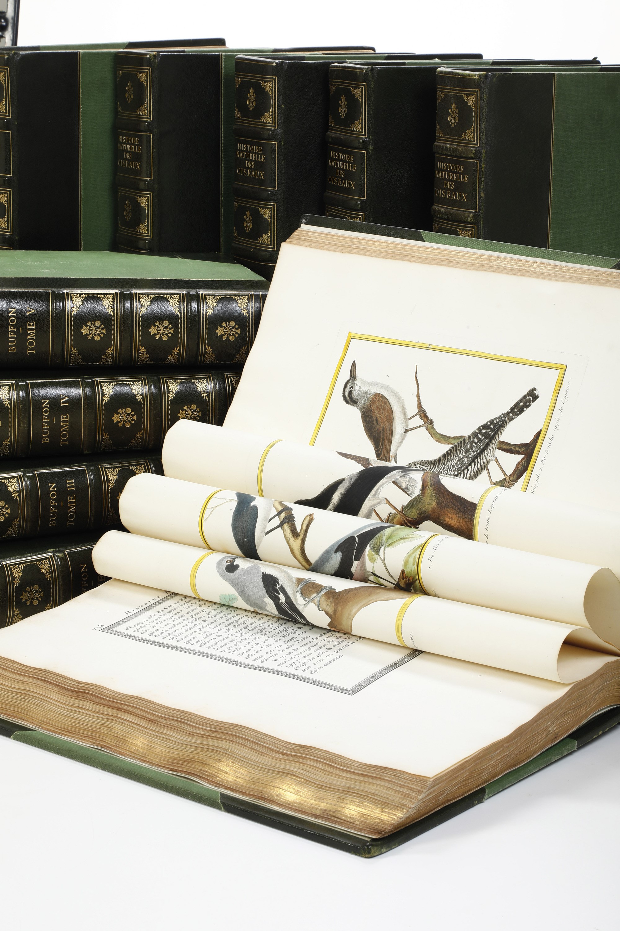 Leclerc Georges Louis Marie , Comte De Buffon (1707-1788). Histoire Naturelle Des Oiseauxparigi, ...