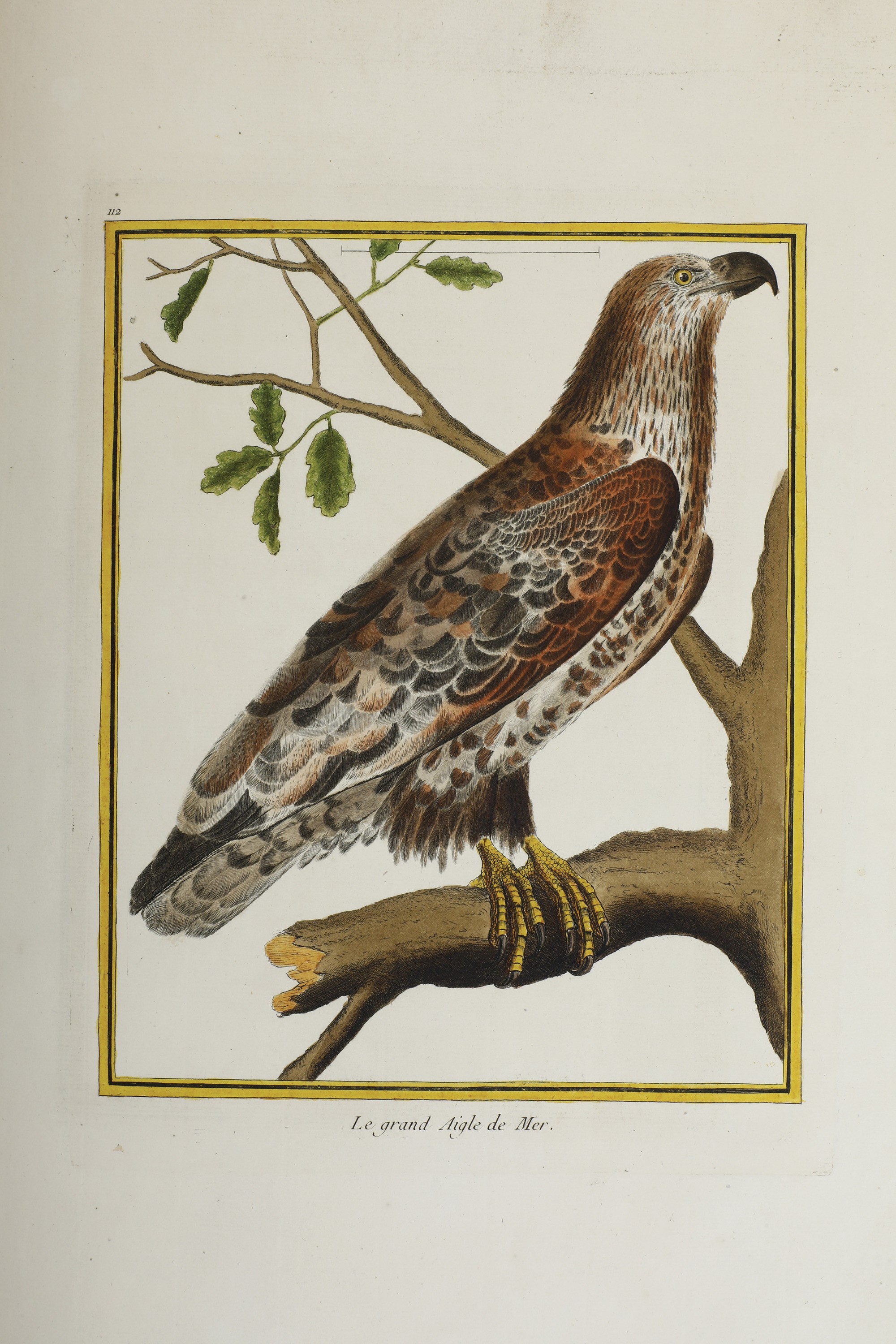 Leclerc Georges Louis Marie , Comte De Buffon (1707-1788). Histoire Naturelle Des Oiseauxparigi, ...