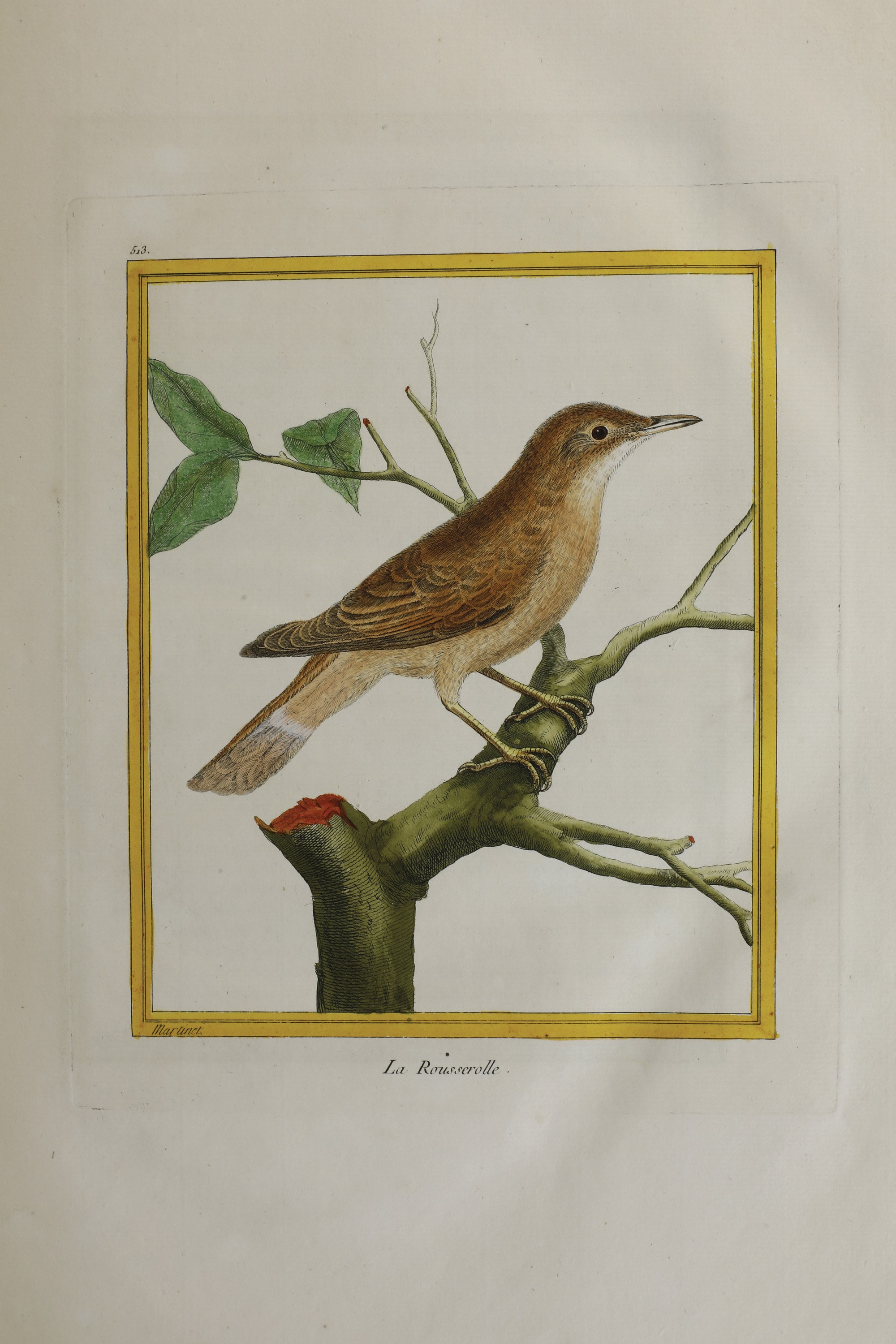 Leclerc Georges Louis Marie , Comte De Buffon (1707-1788). Histoire Naturelle Des Oiseauxparigi, ...