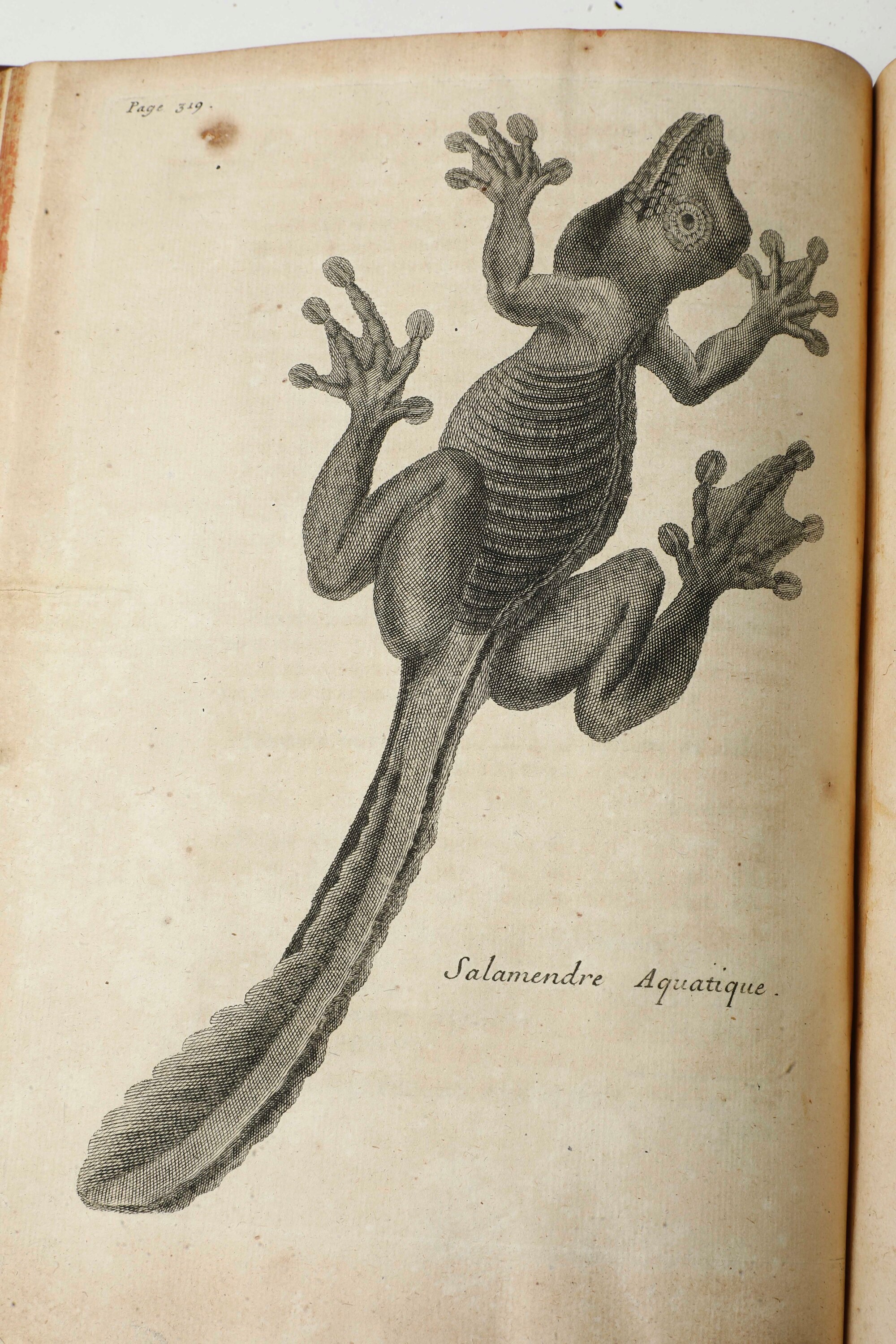Feuilllee, Journal des observations physiques, mathematiques et botaniques, Paris, 1714