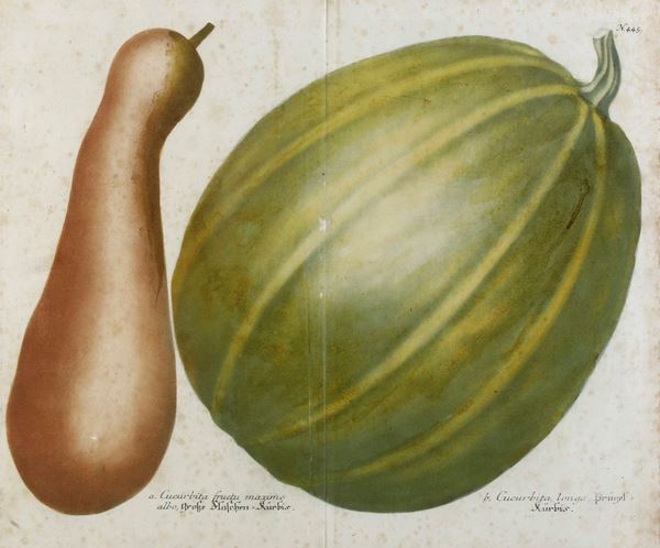 Quattro incisioni acquarellate raffiguranti zucche, XIX-XX secolo