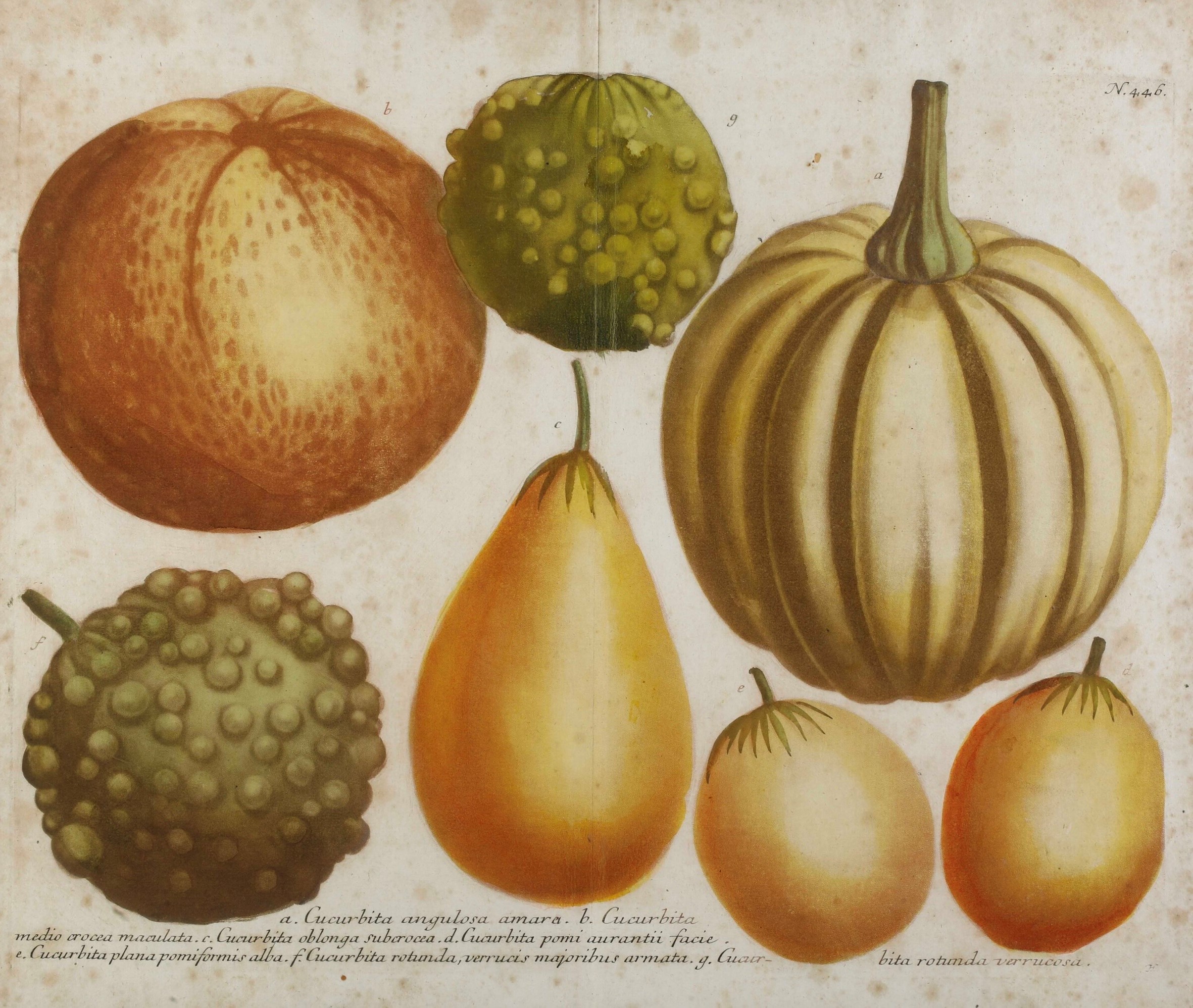 Quattro Incisioni Acquarellate Raffiguranti Zucche, XIX-XX Secolo
