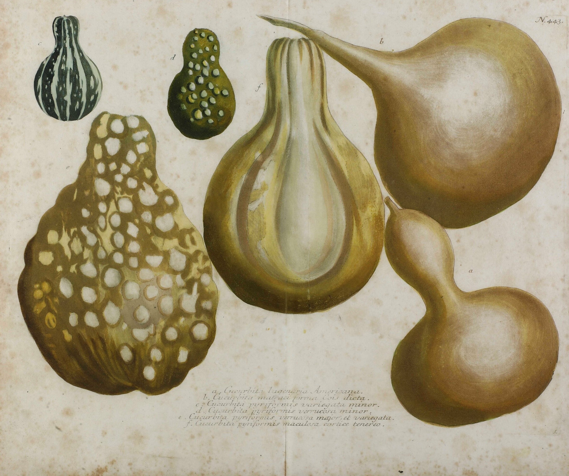Quattro Incisioni Acquarellate Raffiguranti Zucche, XIX-XX Secolo