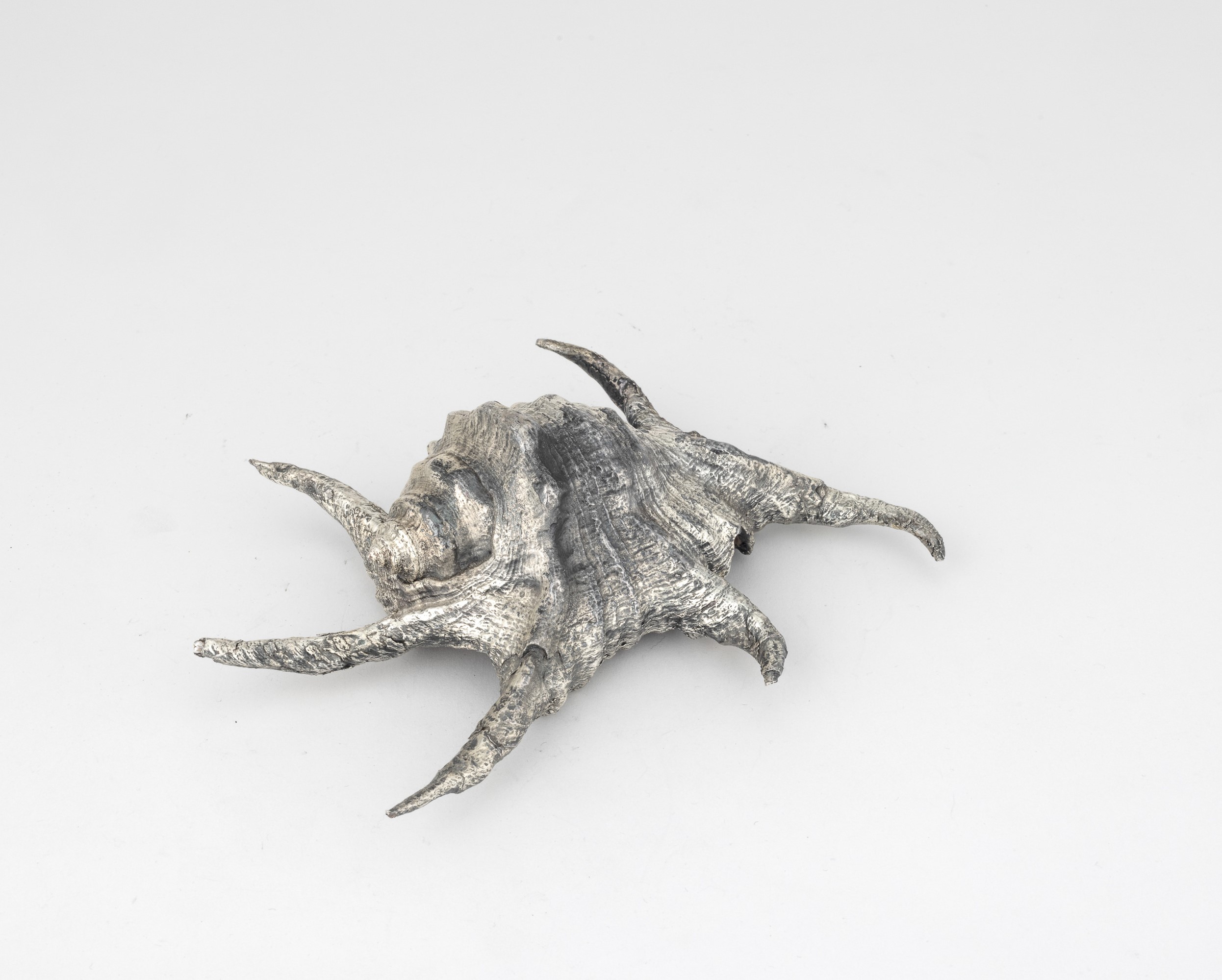 Mario Buccellati (etichetta), Conchiglia rivestita in argento, Italia, XX-XXI secolo