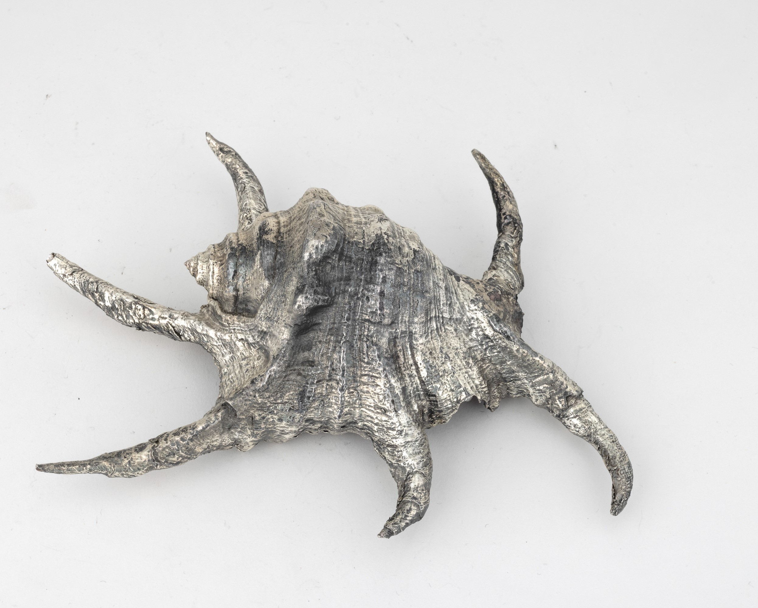 Mario Buccellati (etichetta), Conchiglia rivestita in argento, Italia, XX-XXI secolo